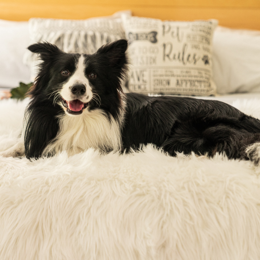 PupProtector™ Waterproof Throw Blanket - Polar White Dog Blanket Paw.com