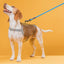 Nylon Round Dog Lead Dog Leashes Dogline
