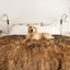 PupProtector™ Waterproof Throw Blanket - Sable Tan Dog Blanket Paw
