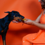 Turmeric Cheese Chews for Dogs TURMERIC YAK CHEWS Yak9 Chews