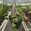 Hoya 'Rope Plant' Variegated 8" Pot Nursery Pot Indoor Plants House Plant Shop