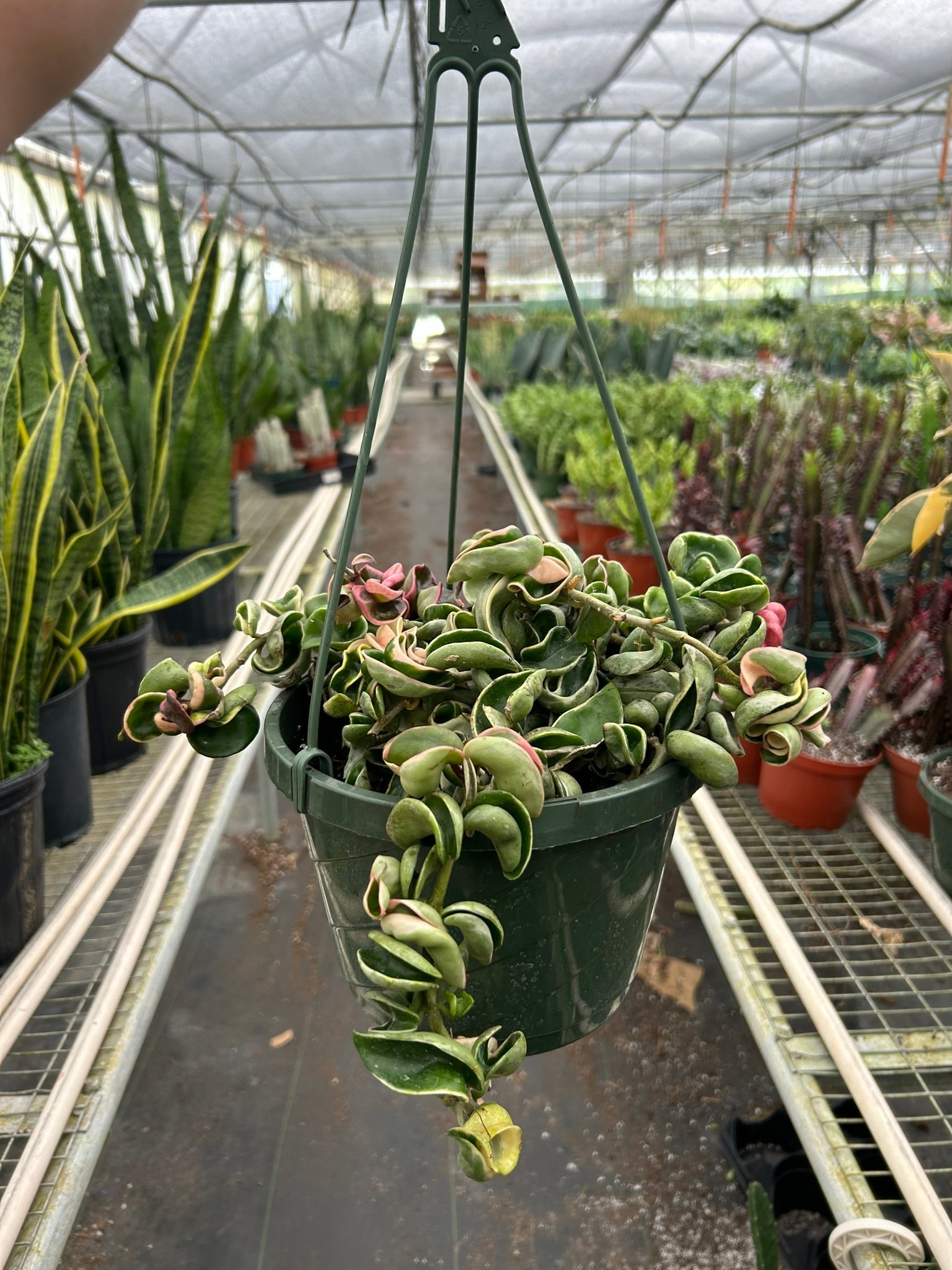 Hoya 'Rope Plant' Variegated 8" Pot Nursery Pot Indoor Plants House Plant Shop