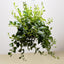 Lipstick Plant 8" Pot Indoor Plants House Plant Shop