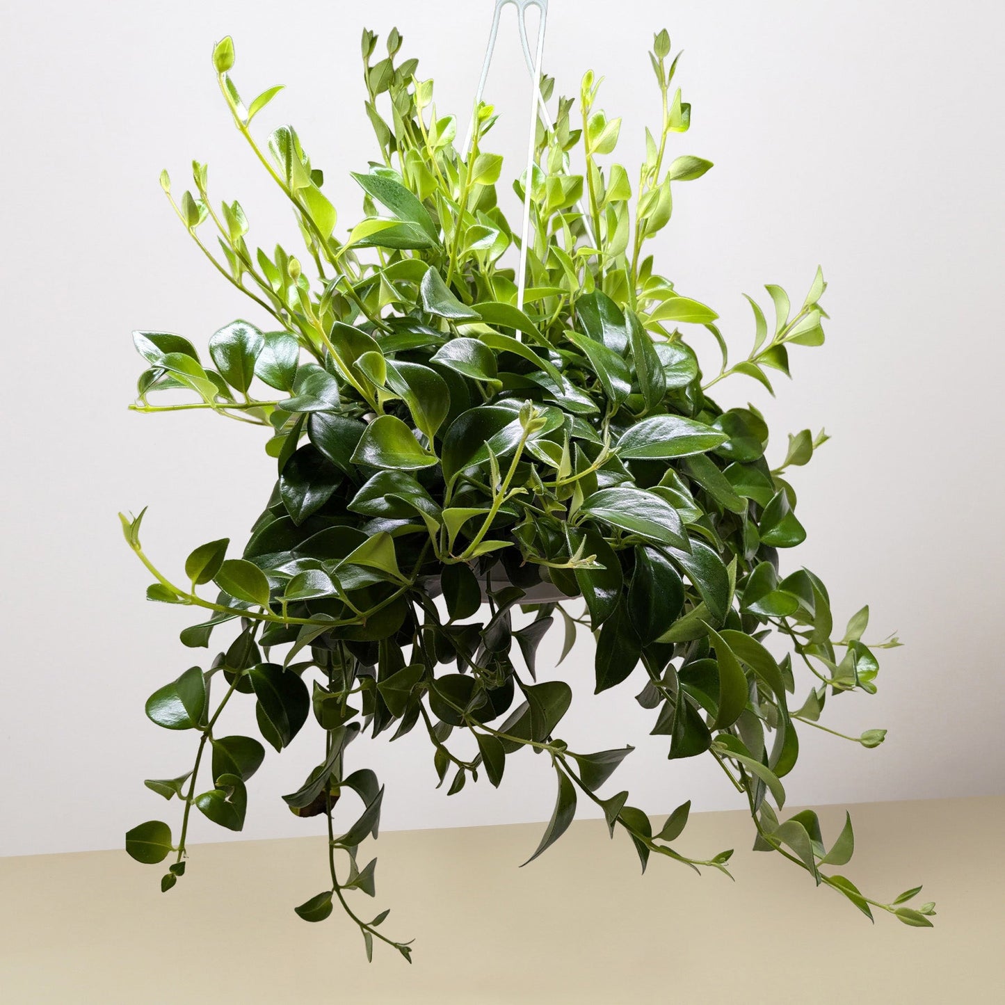 Lipstick Plant 8" Pot Indoor Plants House Plant Shop