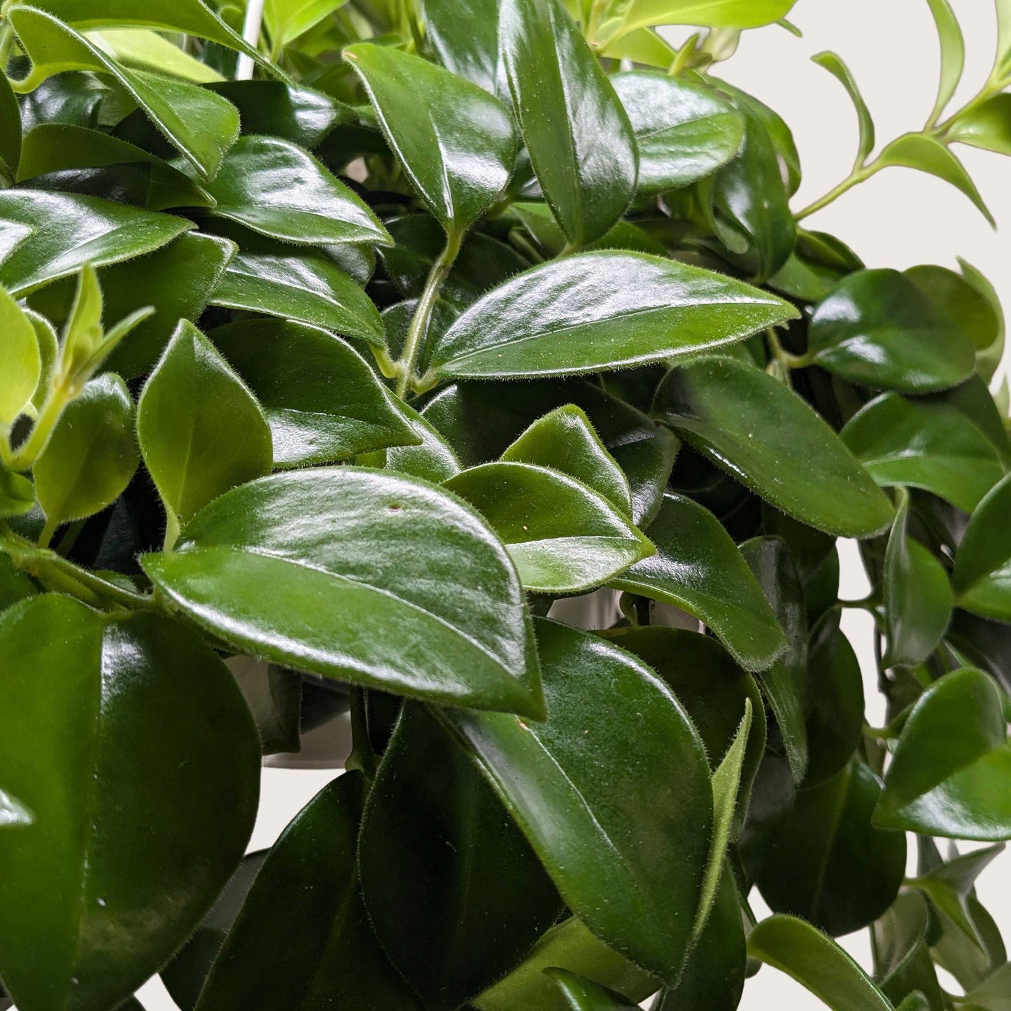 Lipstick Plant Indoor Plants House Plant Shop