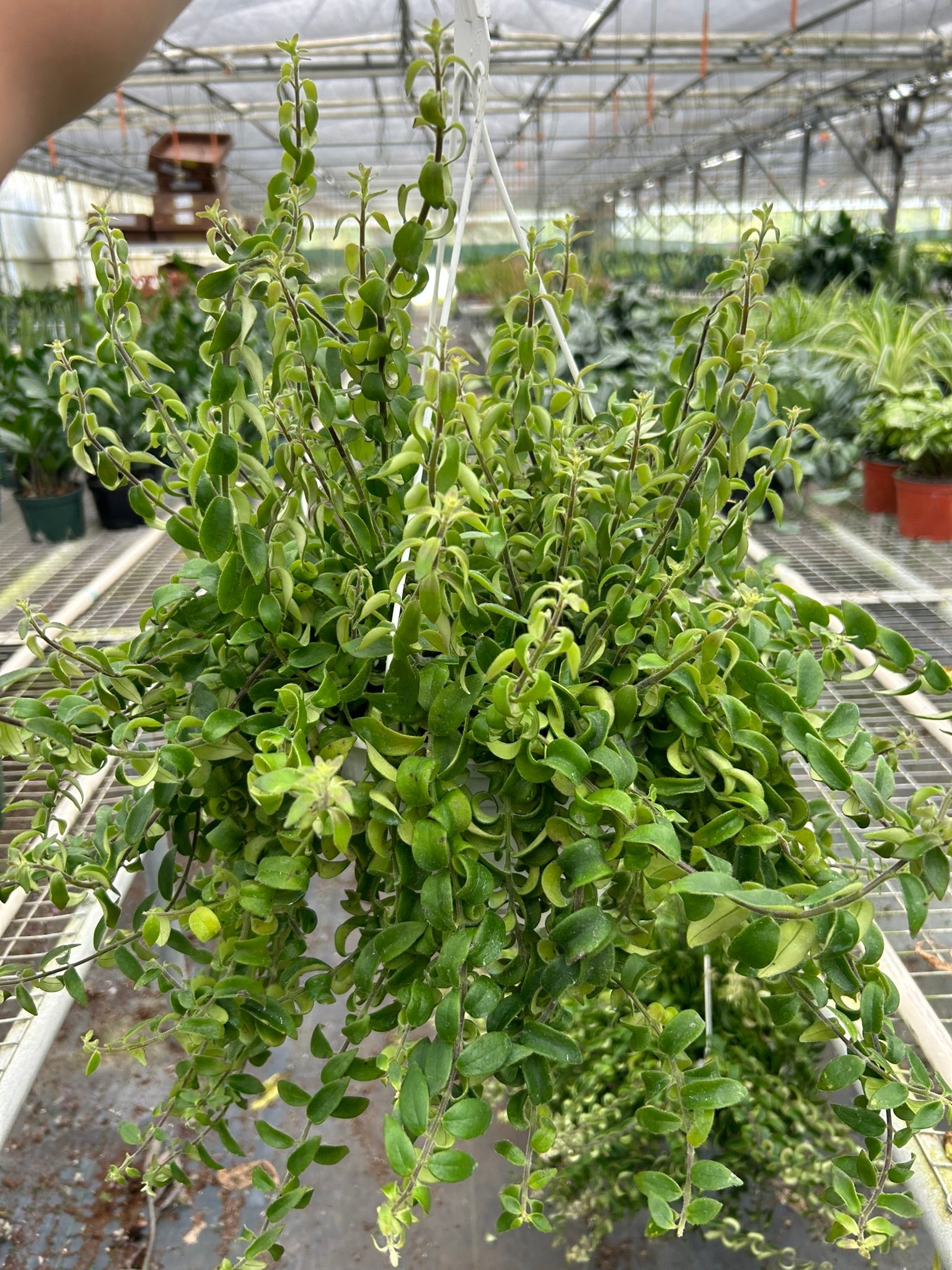 Curly Lipstick Plant 8" Pot Indoor Plants House Plant Shop