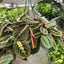 Maranta 'Red Prayer' 8" Pot Nursery Pot Indoor Plants House Plant Shop