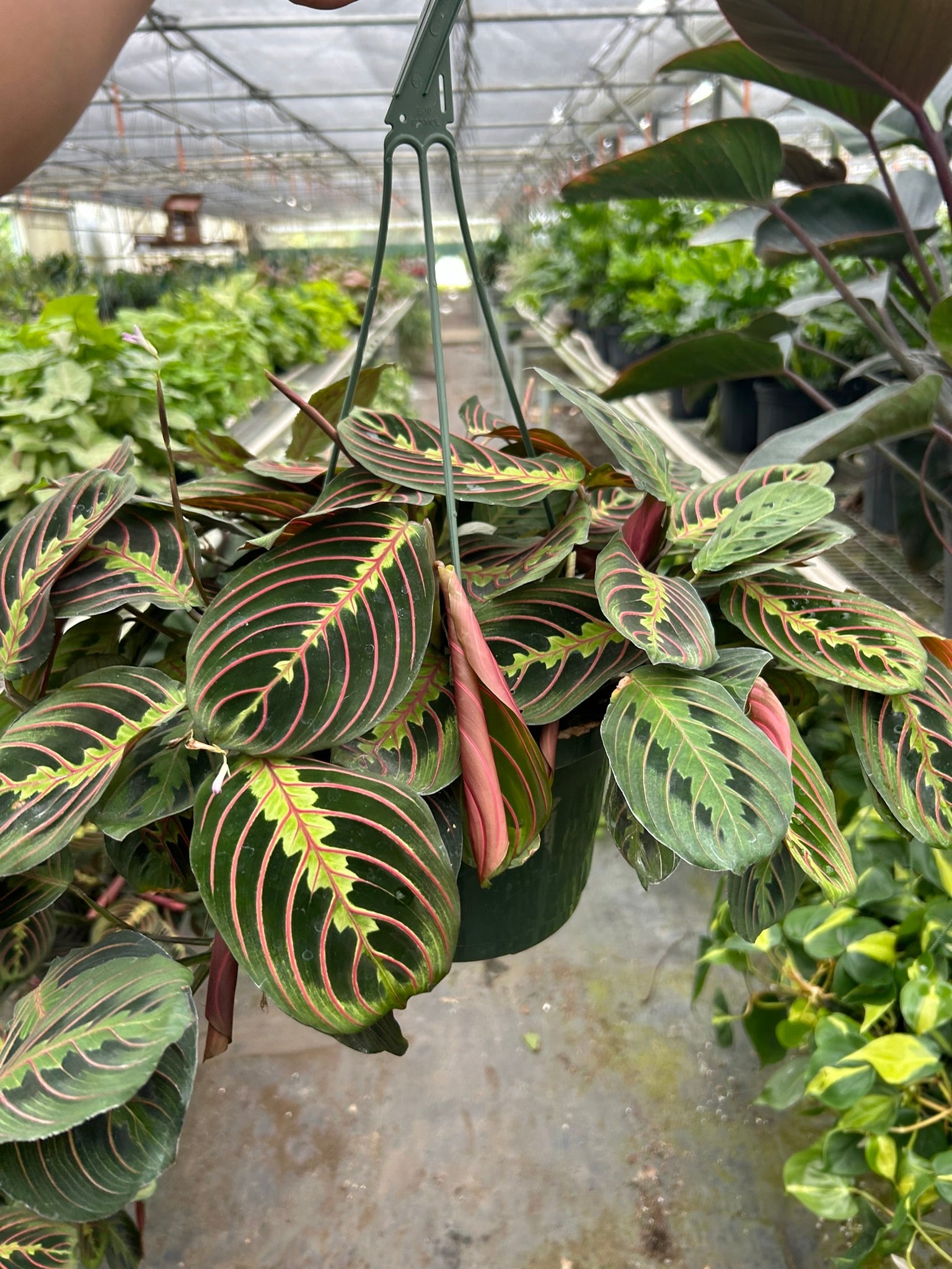Maranta 'Red Prayer' 8" Pot Nursery Pot Indoor Plants House Plant Shop