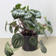 Peperomia 'Watermelon' 8" Pot Terra Cotta Eco Pot Indoor Plants House Plant Shop