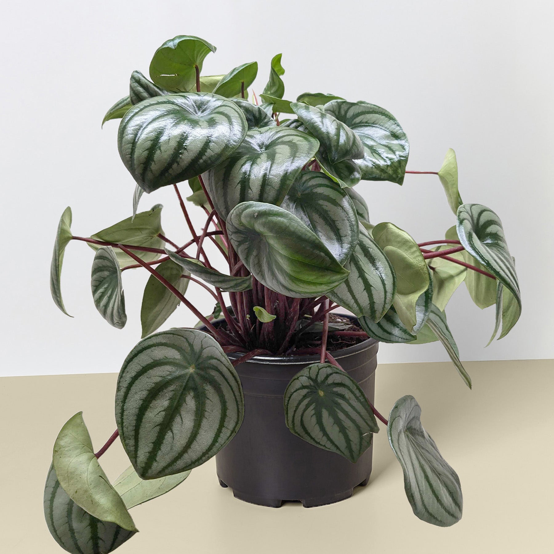 Peperomia 'Watermelon' 8" Pot Terra Cotta Eco Pot Indoor Plants House Plant Shop