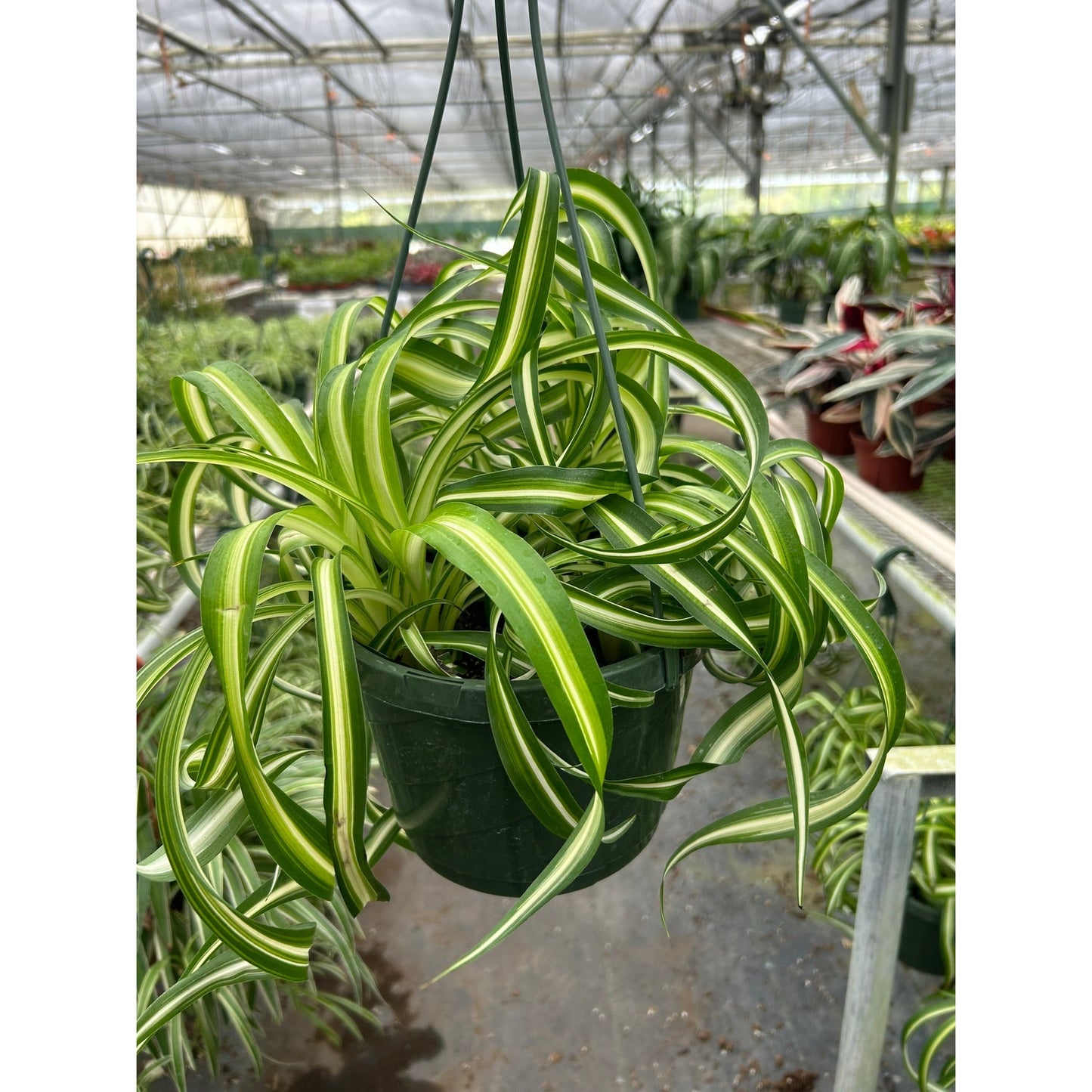 Spider Plant 'Bonnie' 8" Pot Nursery Pot Indoor Plants House Plant Shop