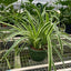 Spider Plant 'Reverse' 8" Pot Nursery Pot Indoor Plants House Plant Shop