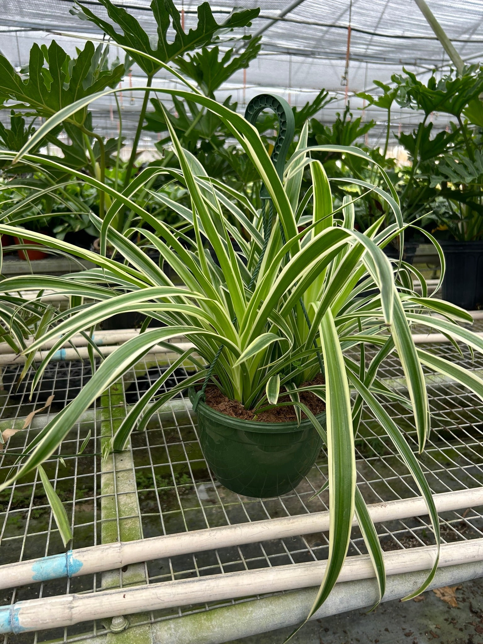 Spider Plant 'Reverse' 8" Pot Nursery Pot Indoor Plants House Plant Shop
