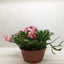 Zygocactus 'Christmas Cactus' House Plant Shop
