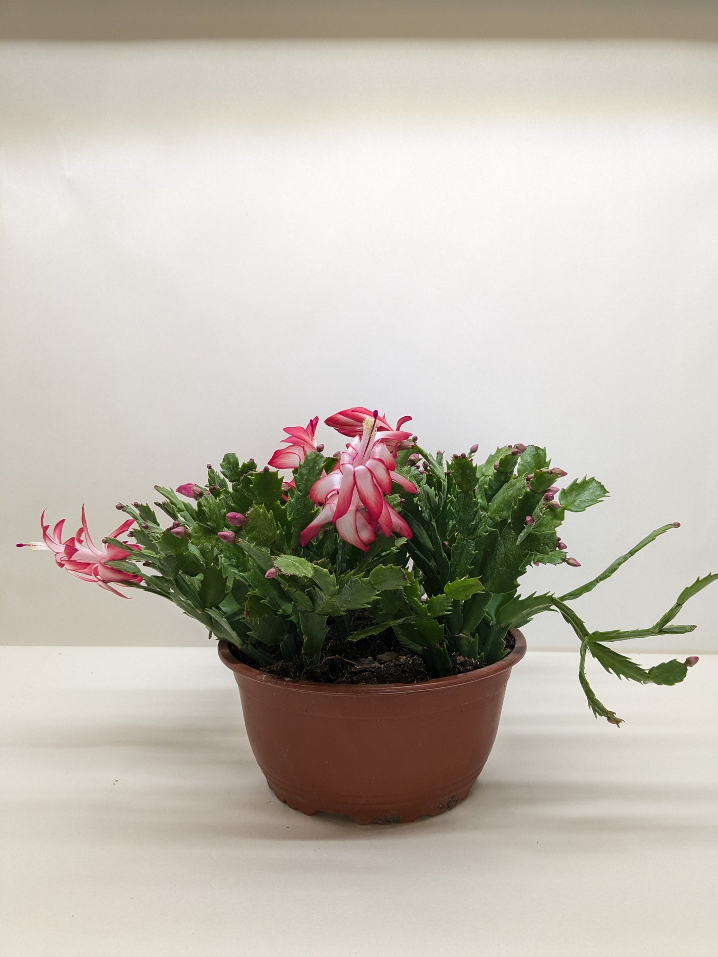 Zygocactus 'Christmas Cactus' House Plant Shop
