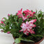 Zygocactus 'Christmas Cactus' 8 " Pot Red House Plant Shop