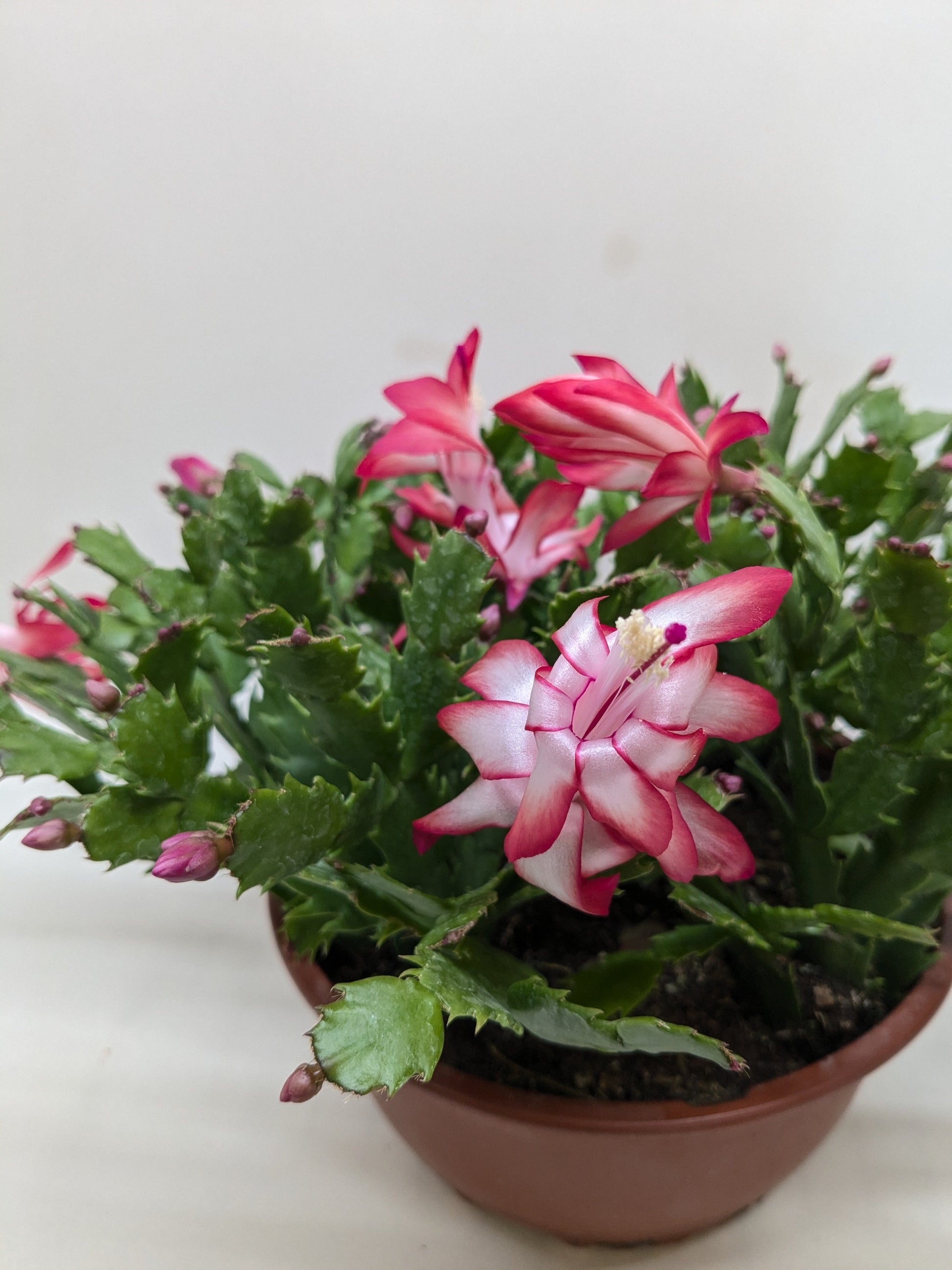 Zygocactus 'Christmas Cactus' 8 " Pot Red House Plant Shop