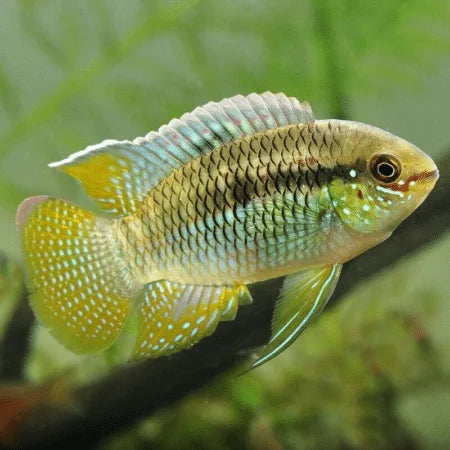 Laetacara curviceps (Dwarf Flag Cichlid) AMERICAN CICHLID Danaqua Live Fish & More