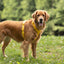 Yellow - Velvet Dog Harness Velvet Harness FURLOU