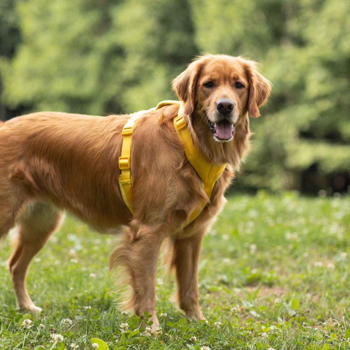 Yellow - Velvet Dog Harness Velvet Harness FURLOU