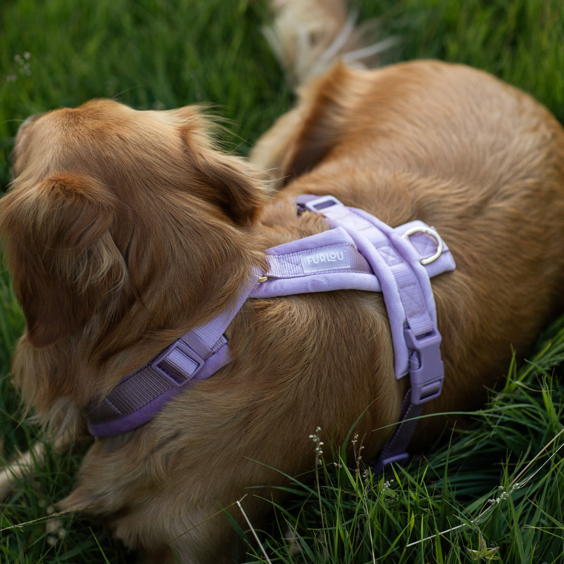 Lilac - Velvet Dog Harness Velvet Harness FURLOU