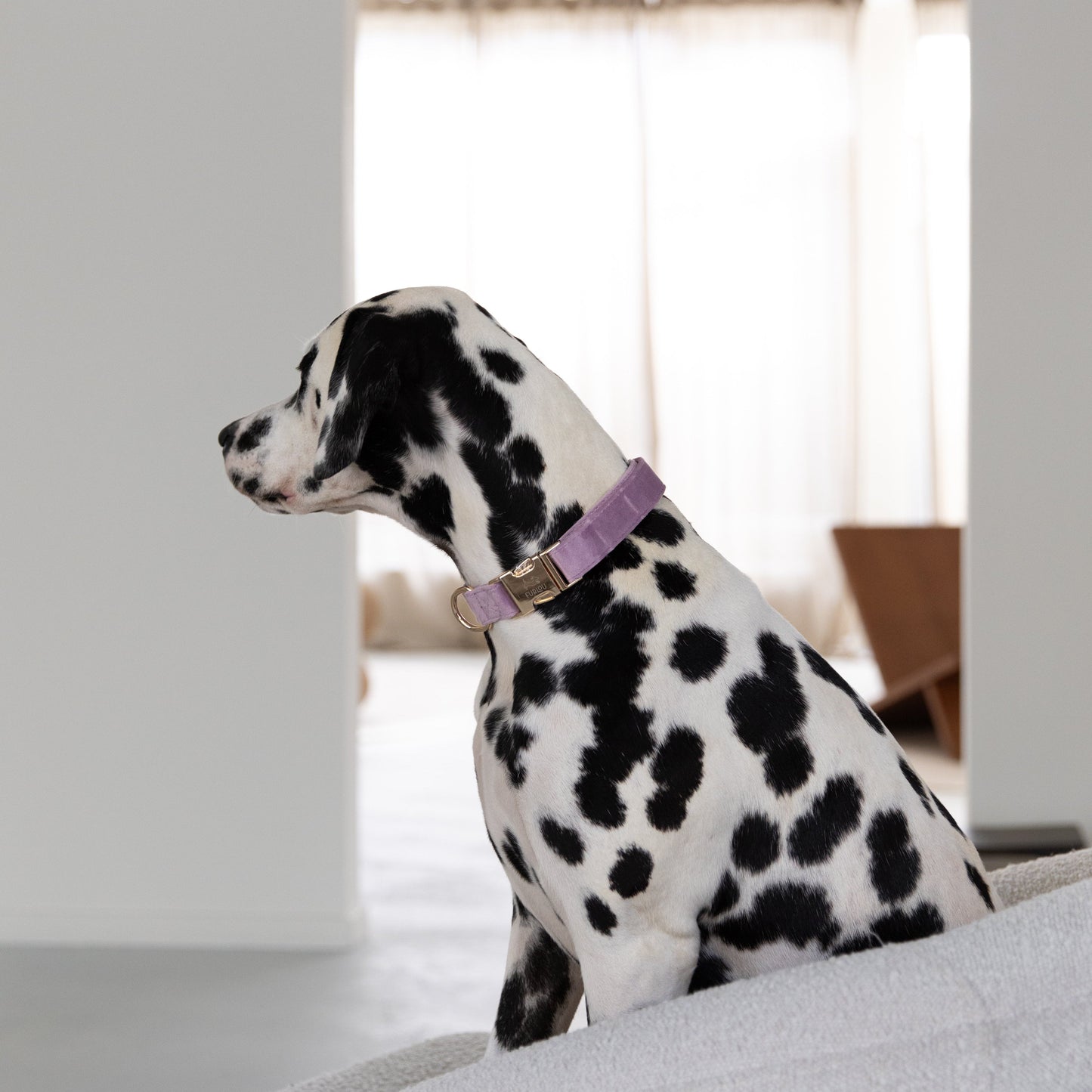 'Lilac' - Velvet Dog Collar Velvet Collar FURLOU