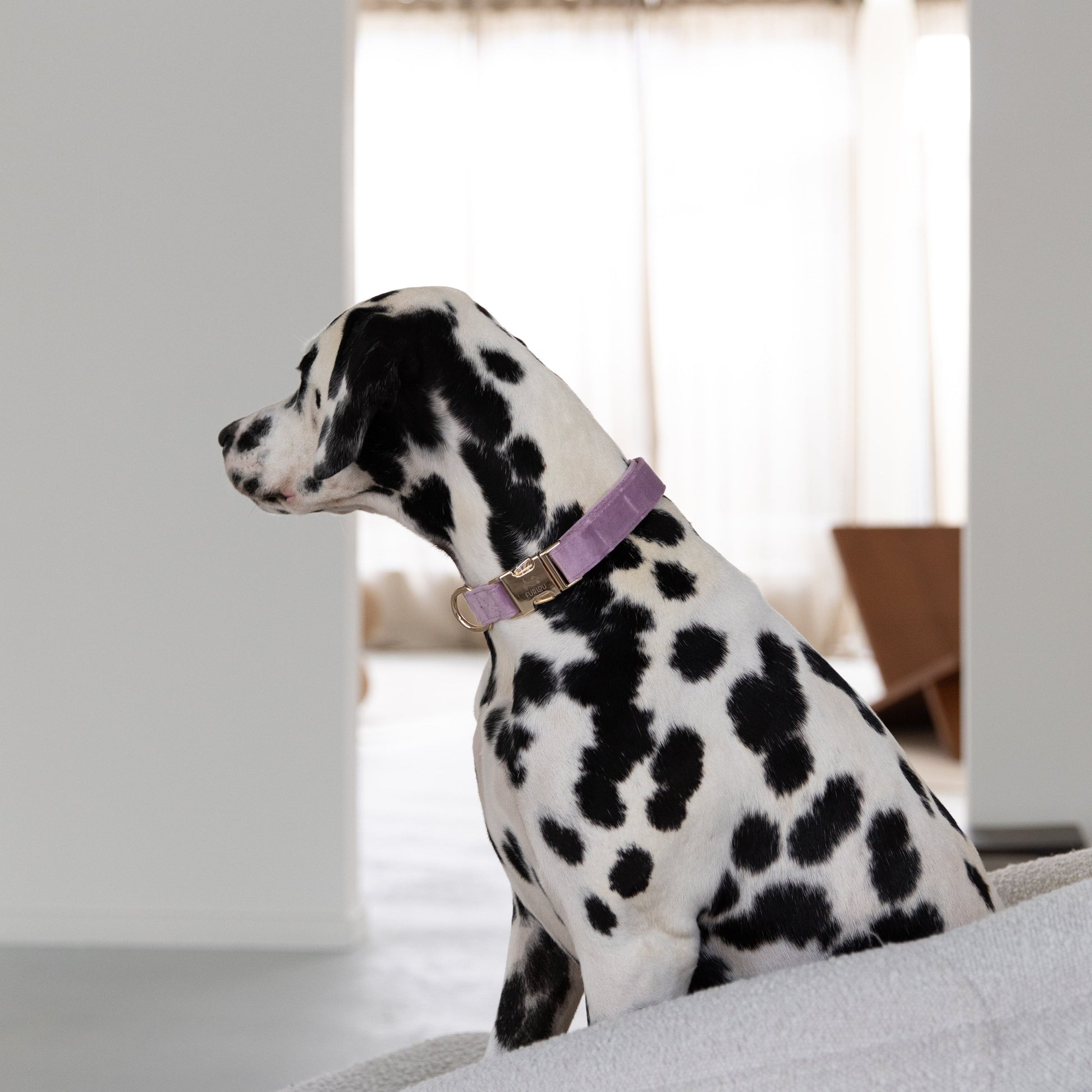 'Lilac' - Velvet Dog Collar Velvet Collar FURLOU