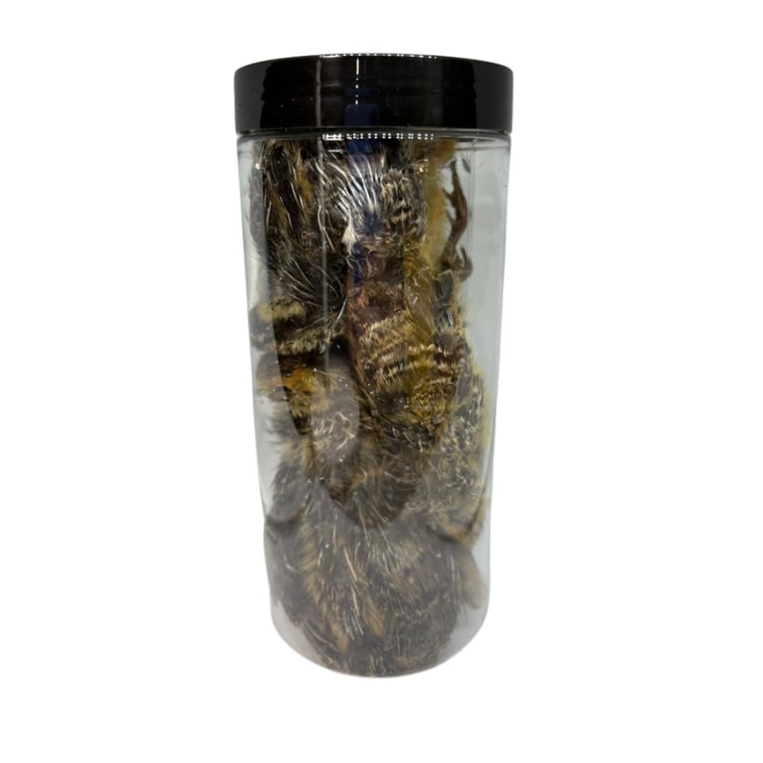 Bird Dog Training Quail - Premium Freeze-Dried Whole Quail for Dogs 5ct, Large (Chick) - Natural Prey Feeding Quality Protein Pet Treats Dog Treats Quailz.com by Undique LLC