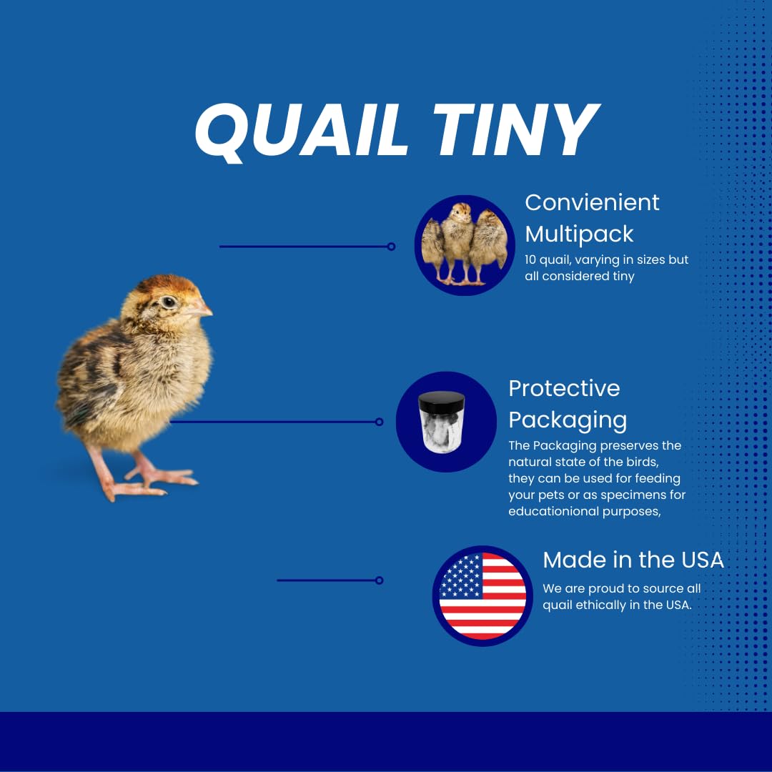 Quail Whole Chick Treats, 10 Count - Tiny, dehydrated Small Premium cat and Dog Treat Quailz.com by Undique LLC