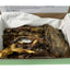 Quail Wing Dog Training Kit - Nutritious Dog Treats and Quail Wing for Effective Dog Training Sessions - Reinforce Positive Behaviors with Training Treats - Not Suitable for Small Breeds Dog Treats Quailz.com by Undique LLC