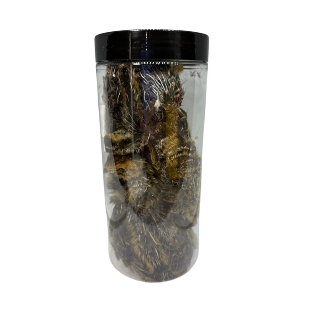 Bird Dog Training Quail - Premium Freeze-Dried Whole Quail for Dogs 5ct, Large (Chick) - Natural Prey Feeding Quality Protein Pet Treats Dog Treats Quailz.com by Undique LLC