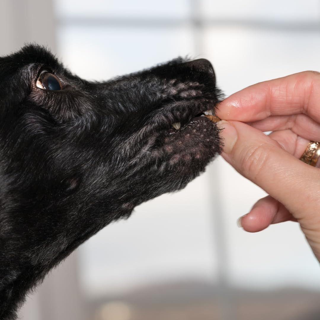 Quail Crunch Bites: Gourmet Dehydrated Dog Treats with Quail Meat & Shells | Premium Healthy Dog Treats for Training | Organic Ingredients for a Happy Palate Quailz.com by Undique LLC