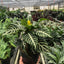 Zebra 'Aphelandra' 6" Pot Indoor Plants House Plant Shop