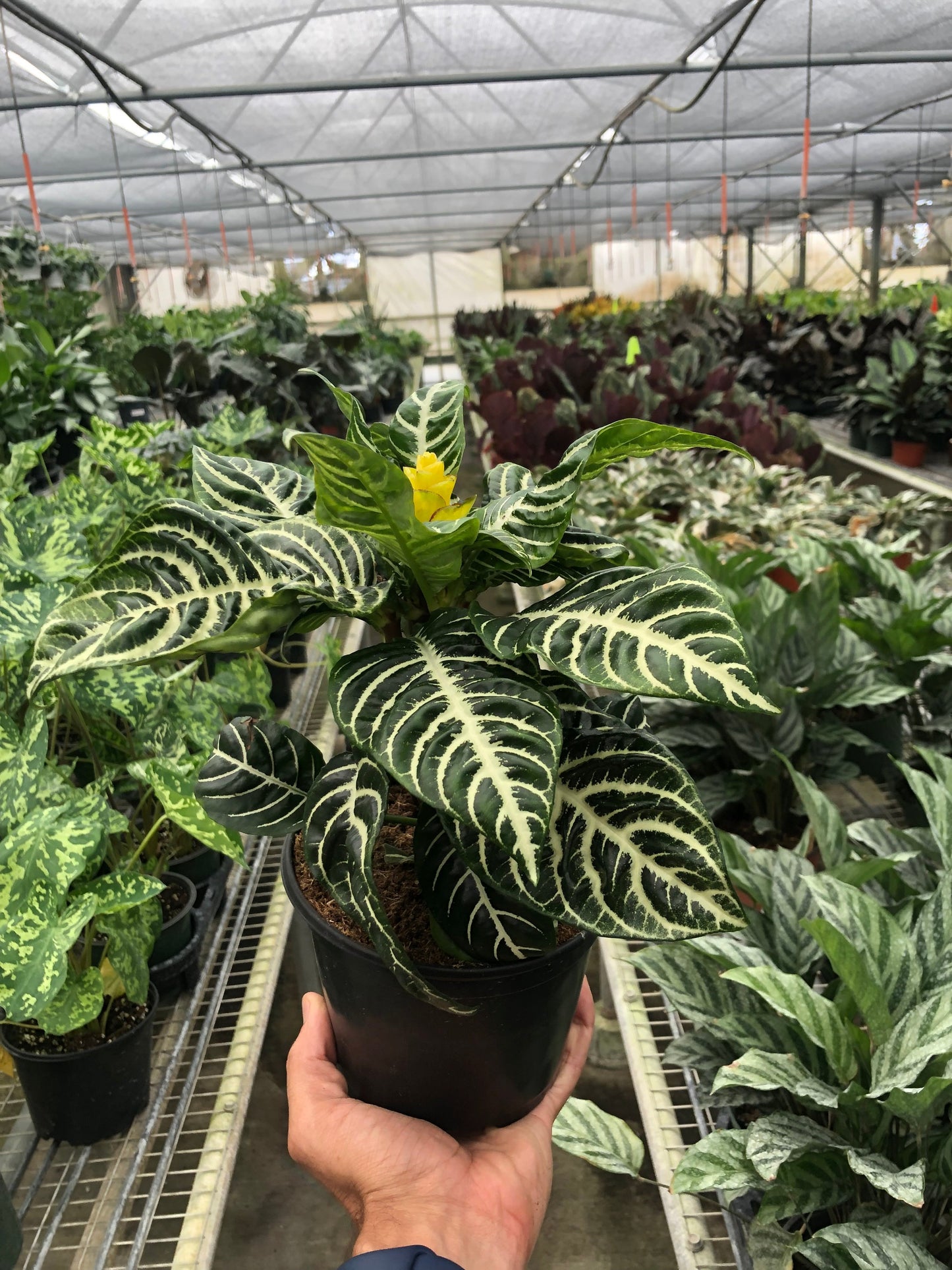 Zebra 'Aphelandra' 6" Pot Indoor Plants House Plant Shop