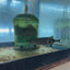 Elephant Nose 3”-4” NIGERIAN Danaqua Live Fish & More