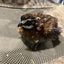 Georgia Giant Quail Hatching Eggs Quail Eggs Buddys Hatchery