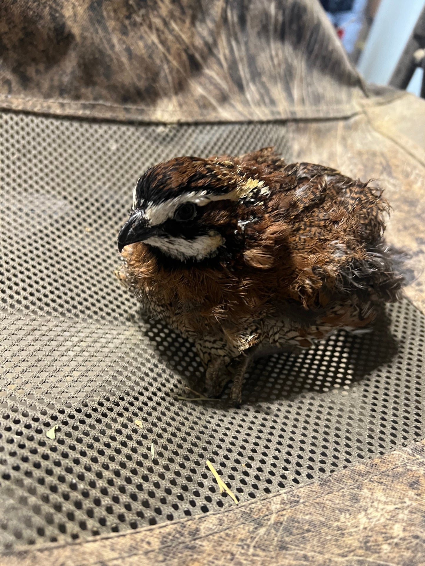 Georgia Giant Quail Hatching Eggs Quail Eggs Buddys Hatchery