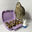 Fertile Quail Eggs – Choose Your Variety Fertile Quail Eggs Buddys Hatchery
