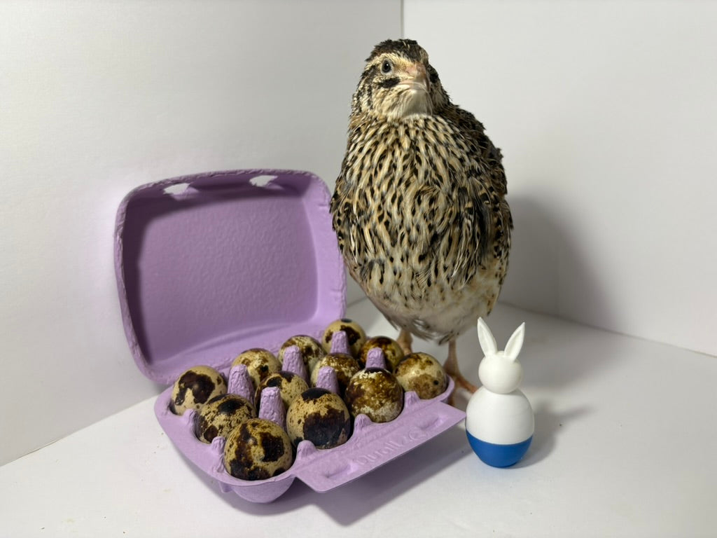 Fertile Quail Eggs – Choose Your Variety Fertile Quail Eggs Buddys Hatchery