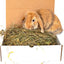 BunLuv All Natural Alfalfa For Rabbits, Guinea Pigs, Chinchillas, & Hamsters (10 Pounds) Dahlia Pets