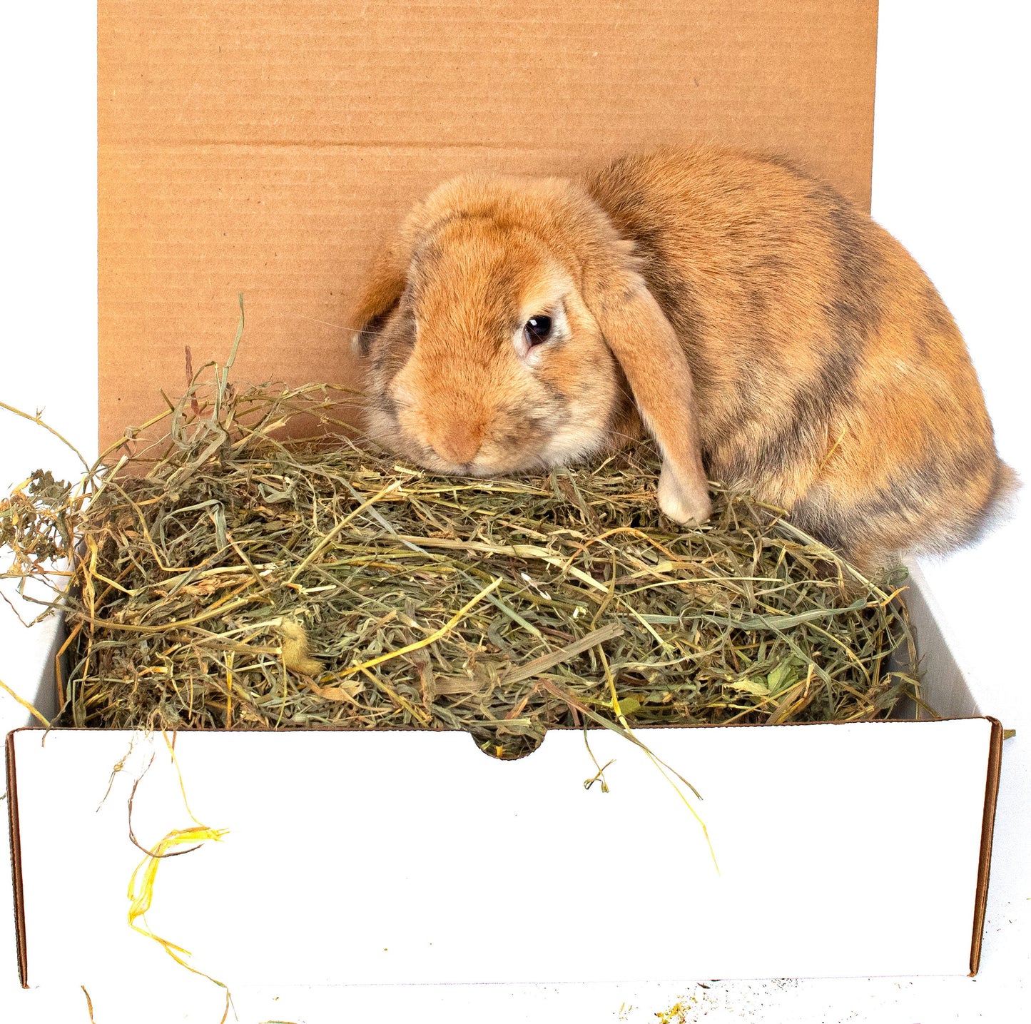 BunLuv All Natural Alfalfa For Rabbits, Guinea Pigs, Chinchillas, & Hamsters (10 Pounds) Dahlia Pets