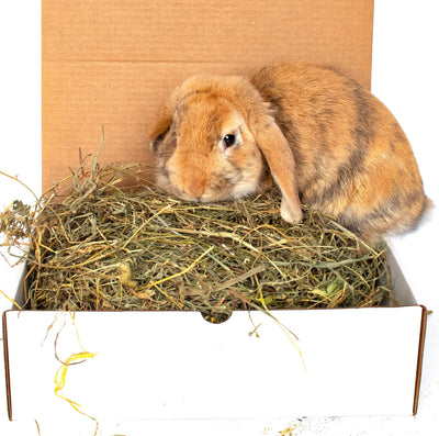 BunLuv All Natural Alfalfa For Rabbits, Guinea Pigs, Chinchillas, & Hamsters (10 Pounds) Dahlia Pets