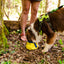Gallatin Lightweight Collapsible Dog Bowl DOG BOWL Alpha Pak