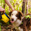 Gallatin Lightweight Collapsible Dog Bowl DOG BOWL Alpha Pak