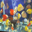 Yellow Pigeon Blood Discus DISCUS Danaqua Live Fish & More