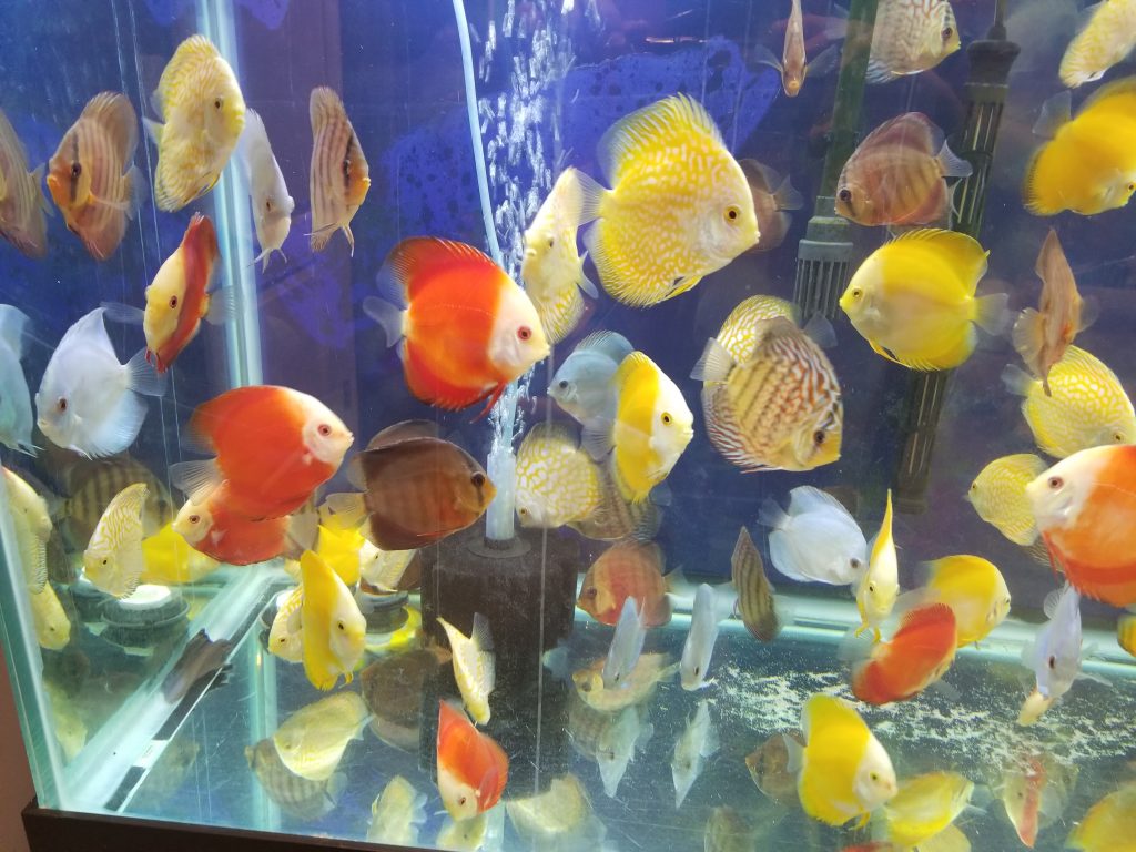 Super Red Discus DISCUS Danaqua Live Fish & More