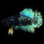 Avatar Betta Fish (Male) BETTA Danaqua Live Fish & More