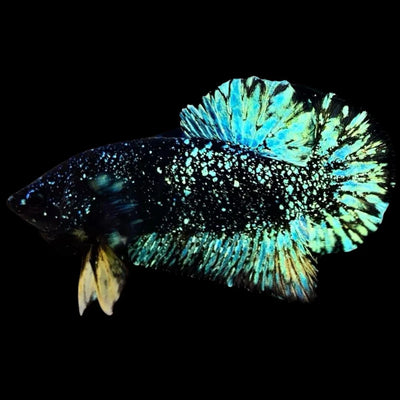 Avatar Betta Fish (Male) BETTA Danaqua Live Fish & More