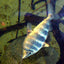 Abramites Headstanders AMERICAN CICHLID Danaqua Live Fish & More