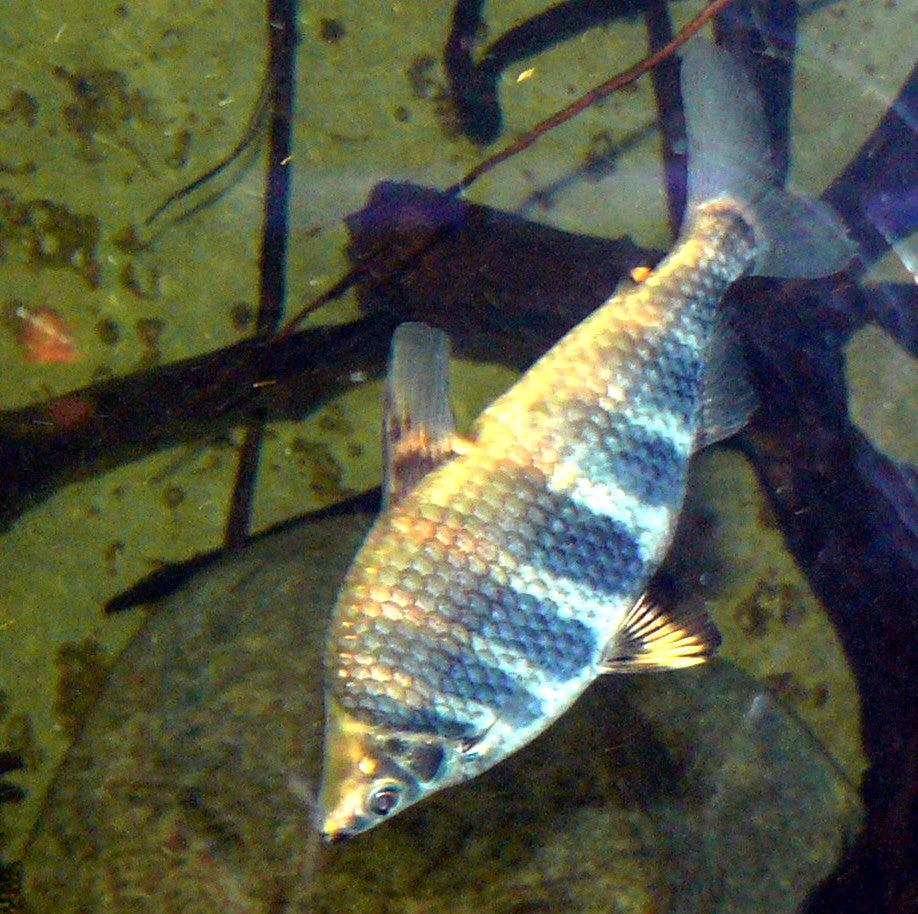 Abramites Headstanders AMERICAN CICHLID Danaqua Live Fish & More